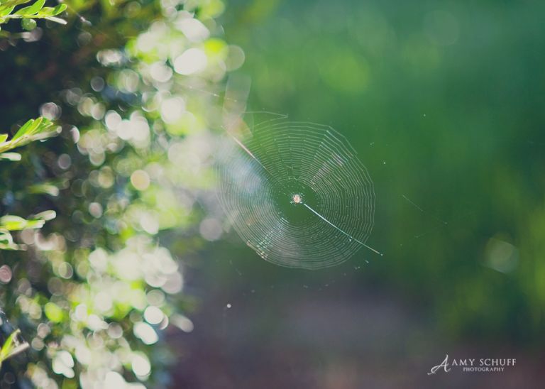spiderweb_blog