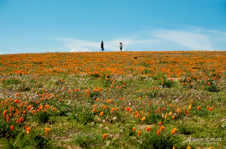 Amy Schuff Poppy Photos
