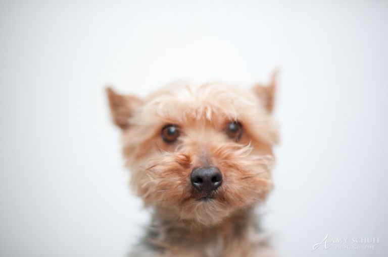 web-31daysgilbert-17