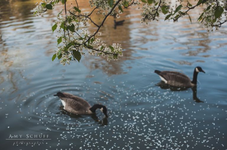 Amy_Schuff_Photography_McKinley_Park