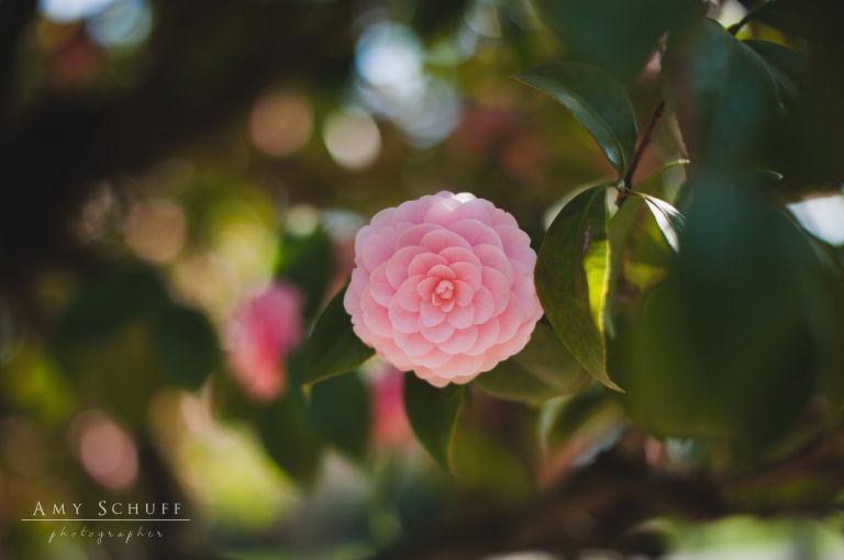 Amy_Schuff_Photography_Flowers
