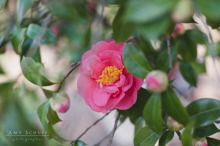 Amy_Schuff_Photography_McKinley_Park