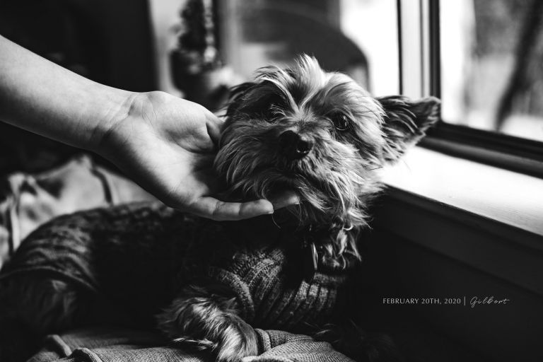 Black and white photo of yorkie with a hand petting him